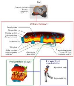 Cell_membrane_detailed_diagram_4.svg